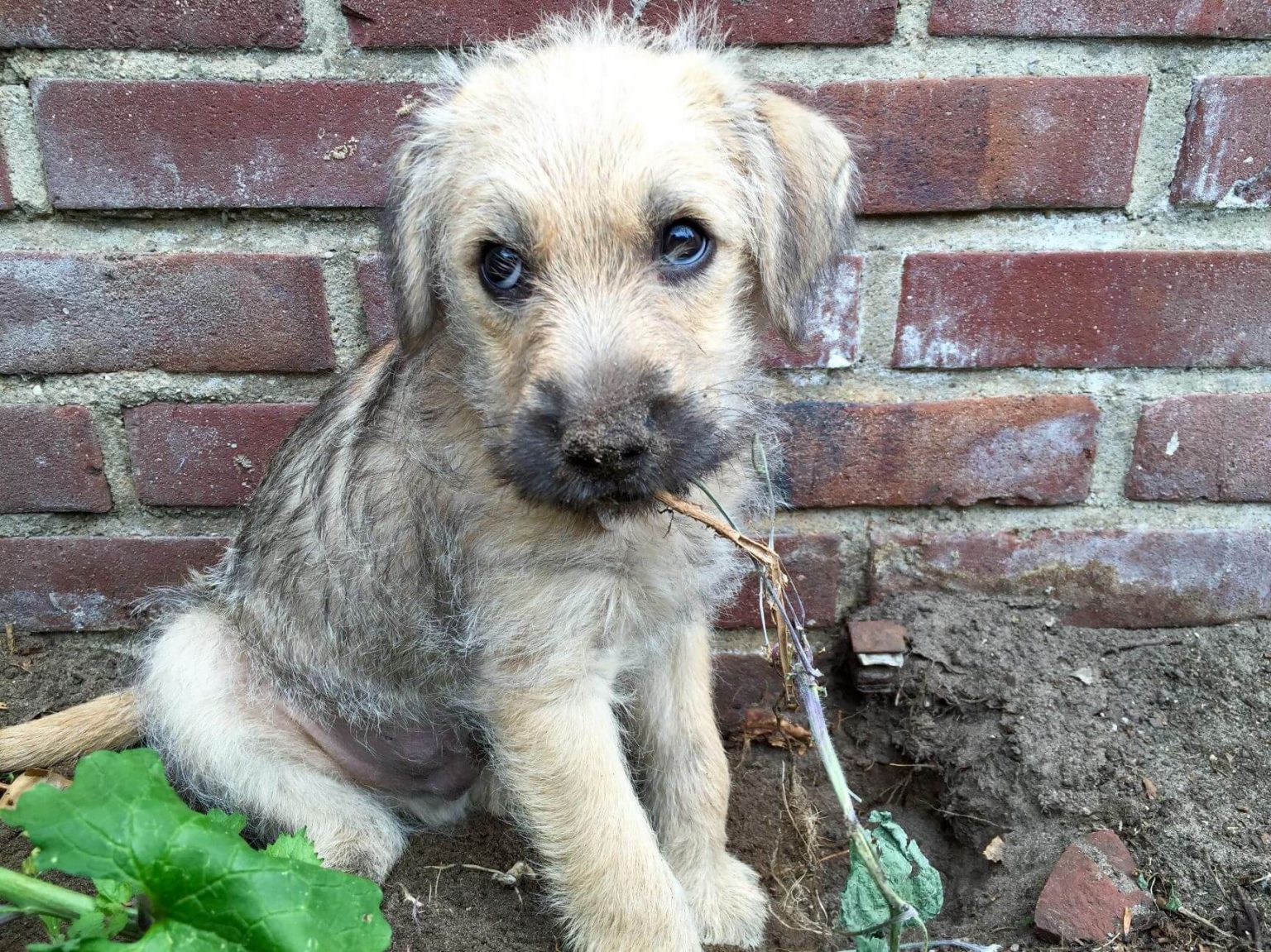 15 Hilarious Photos Of Adorable Puppies With Great Destructive Power ...