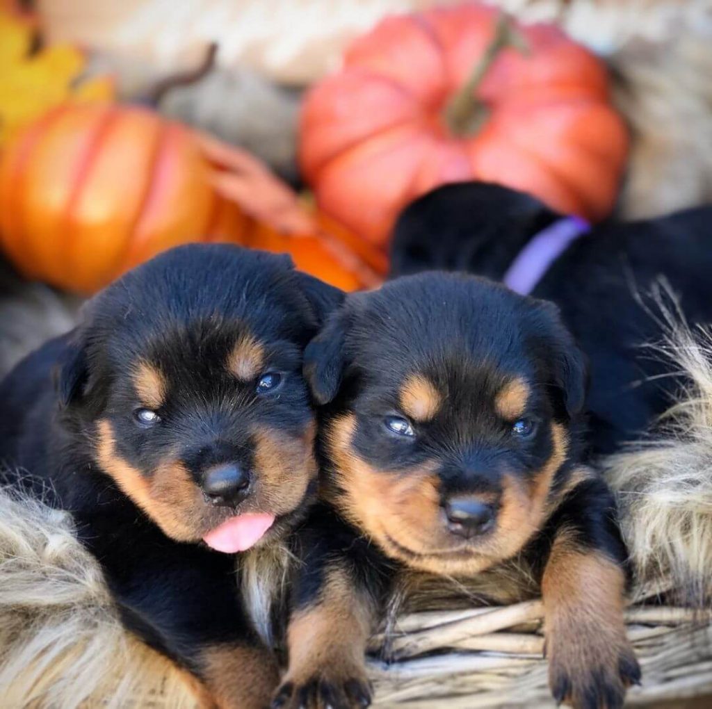 15 Photos Of Adorable Rottweiler Puppies That Make Everyone's Heart ...