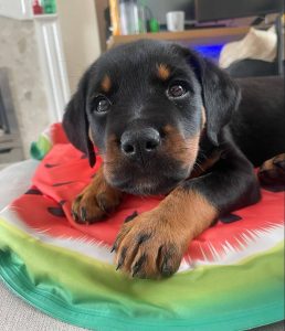 15 Photos Of Adorable Rottweiler Puppies That Make Everyone's Heart ...