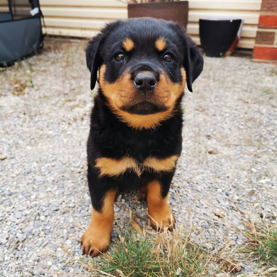 15 Photos Of Adorable Rottweiler Puppies That Make Everyone's Heart ...