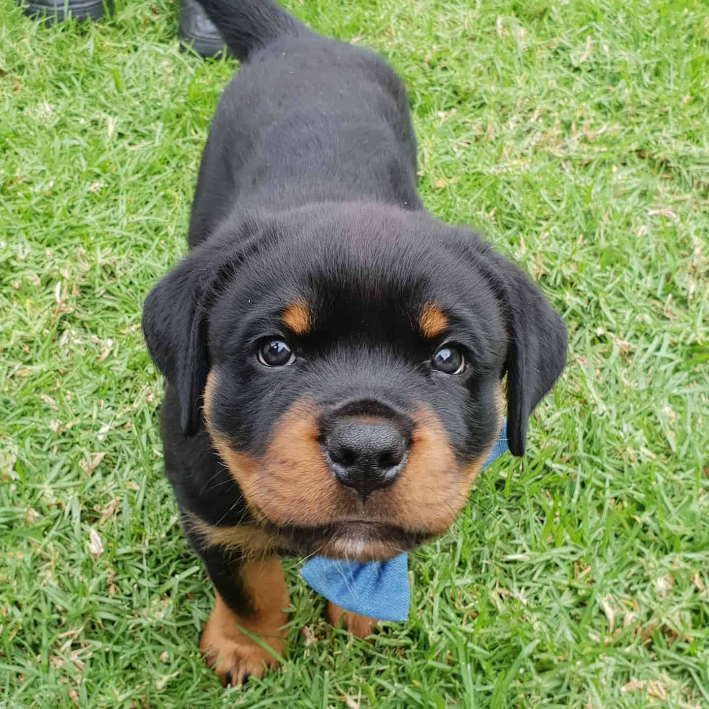 15 Photos Of Adorable Rottweiler Puppies That Make Everyone's Heart ...