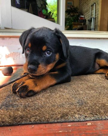 15 Photos Of Adorable Rottweiler Puppies That Make Everyone's Heart ...