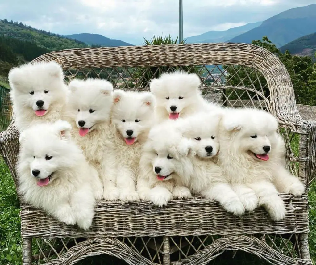 15 Adorable Photos Of Samoyed Puppies With Pure Beauty Ilovedogscute