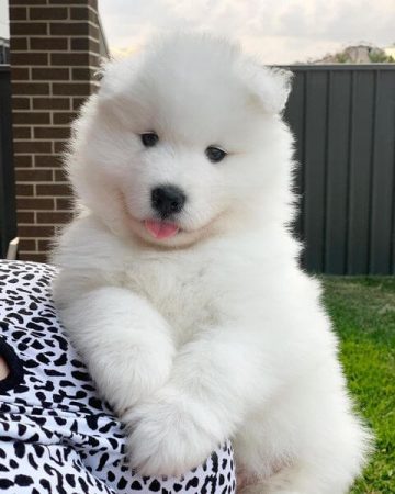 15 Adorable Photos Of Samoyed Puppies With Pure Beauty - ilovedogscute.com