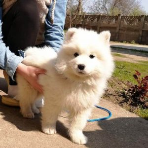 15 Adorable Photos Of Samoyed Puppies With Pure Beauty - ilovedogscute.com
