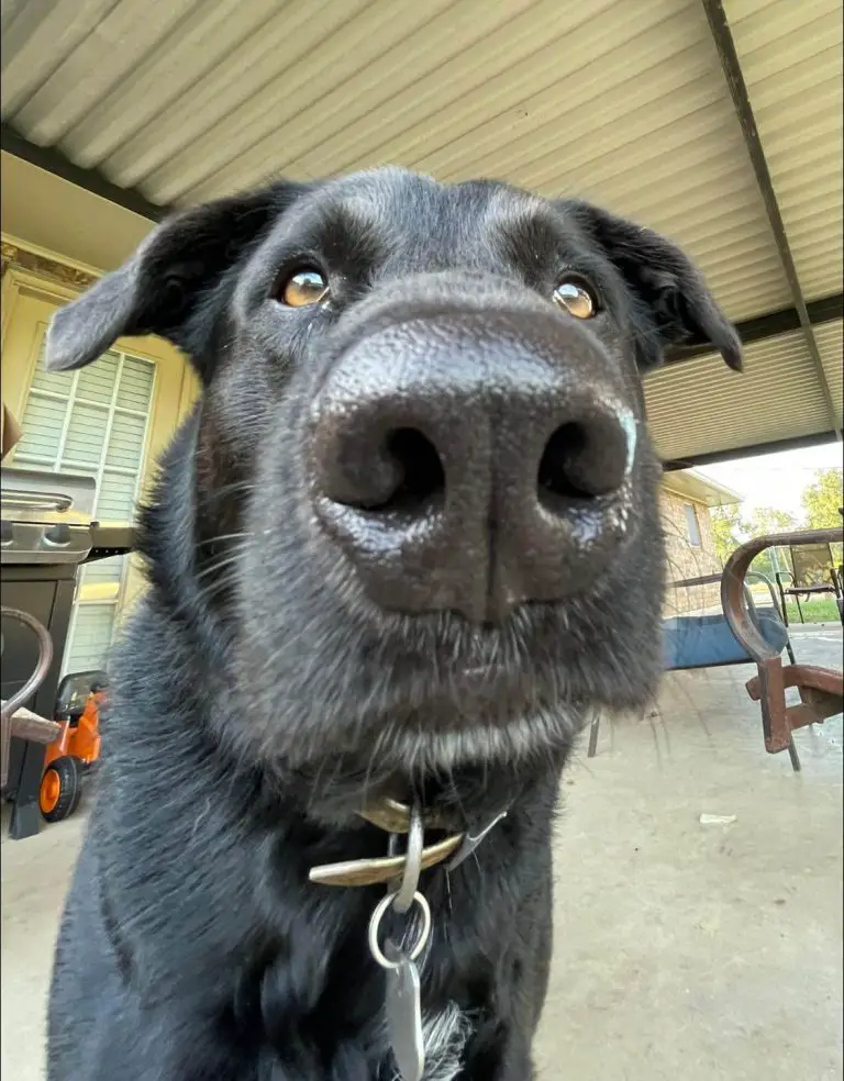 15 Hilarious Pictures Of Adorable Dogs In The Zoom Challenge