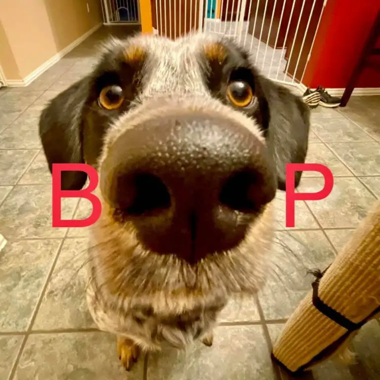 15 Hilarious Pictures Of Adorable Dogs In The Zoom Challenge