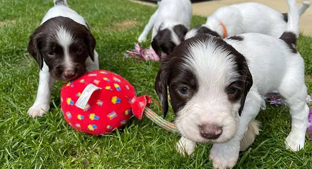 15 Adorable Photos Of English Springer Spaniel Puppies With Pure Beauty   15 Adorable Photos Of English Springer Spaniel Puppies With Pure Beauty 1 