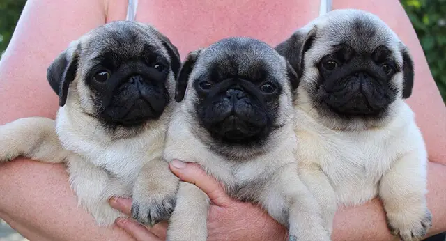 15 Adorable Photos Of Pug Puppies With Pure Beauty - ilovedogscute.com