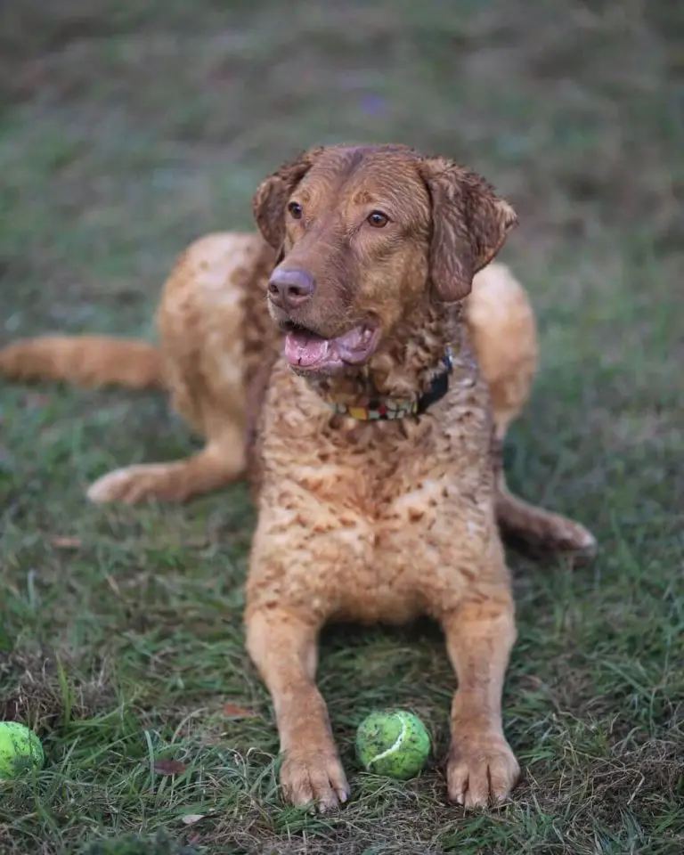 15 Best Guard Dog Breeds With Strong Protective Nature