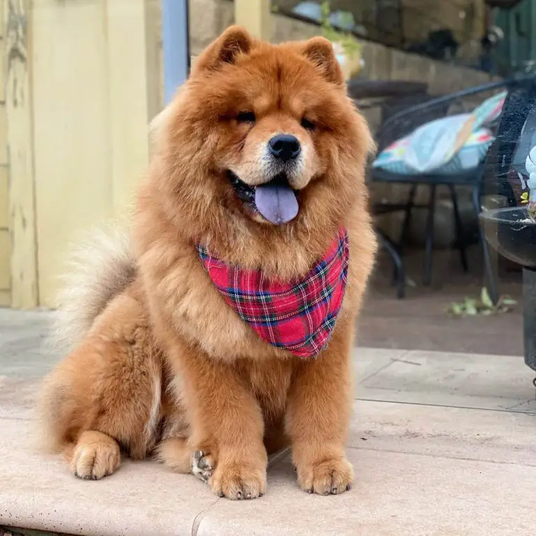 15 Best Guard Dog Breeds With Strong Protective Nature