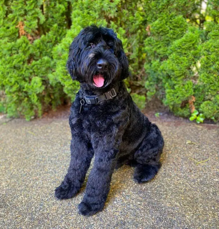 15 Best Guard Dog Breeds With Strong Protective Nature