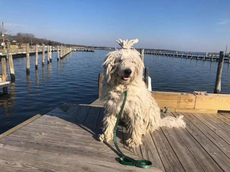 15 Best Guard Dog Breeds With Strong Protective Nature