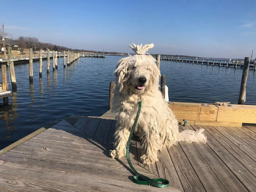 15 Best Guard Dog Breeds With Strong Protective Nature