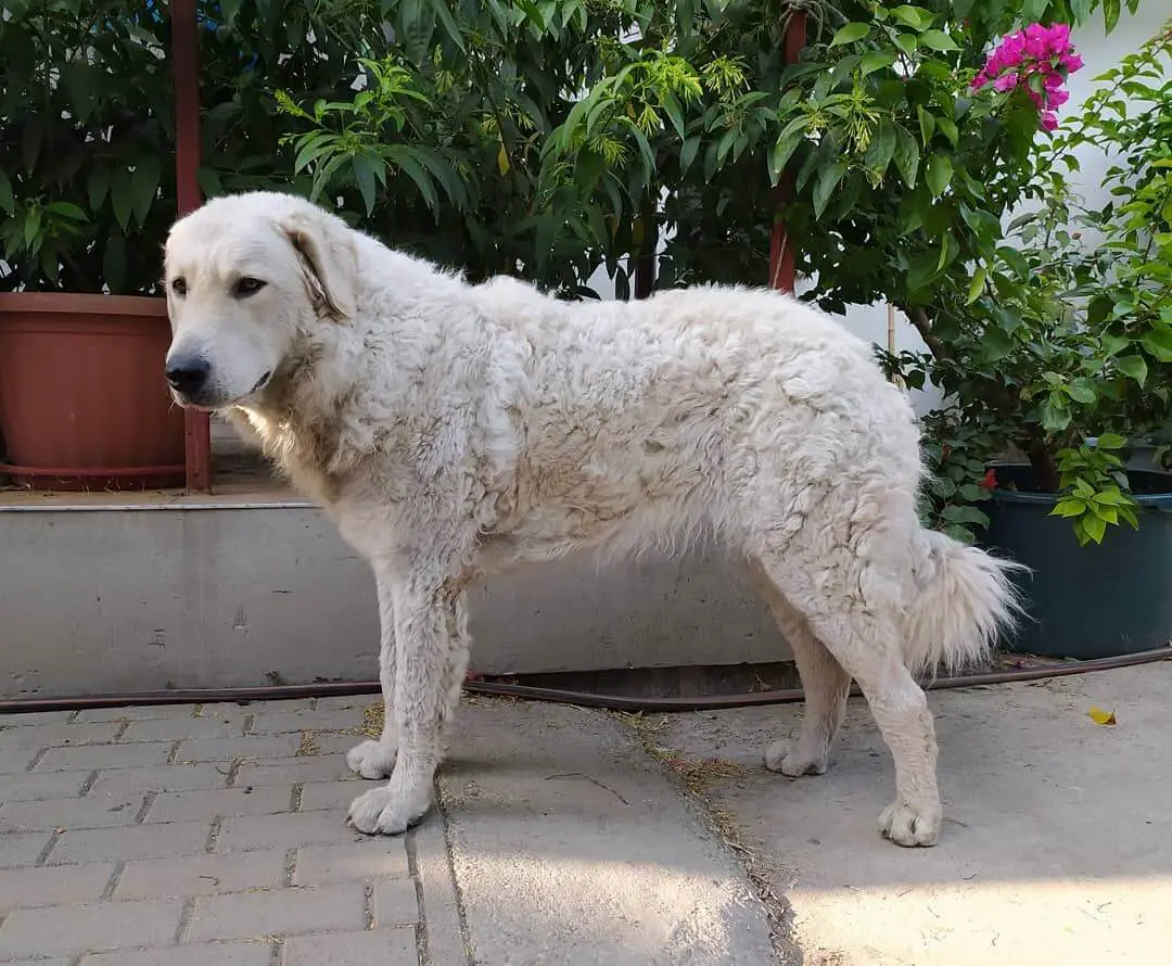 15 Best Guard Dog Breeds With Strong Protective Nature