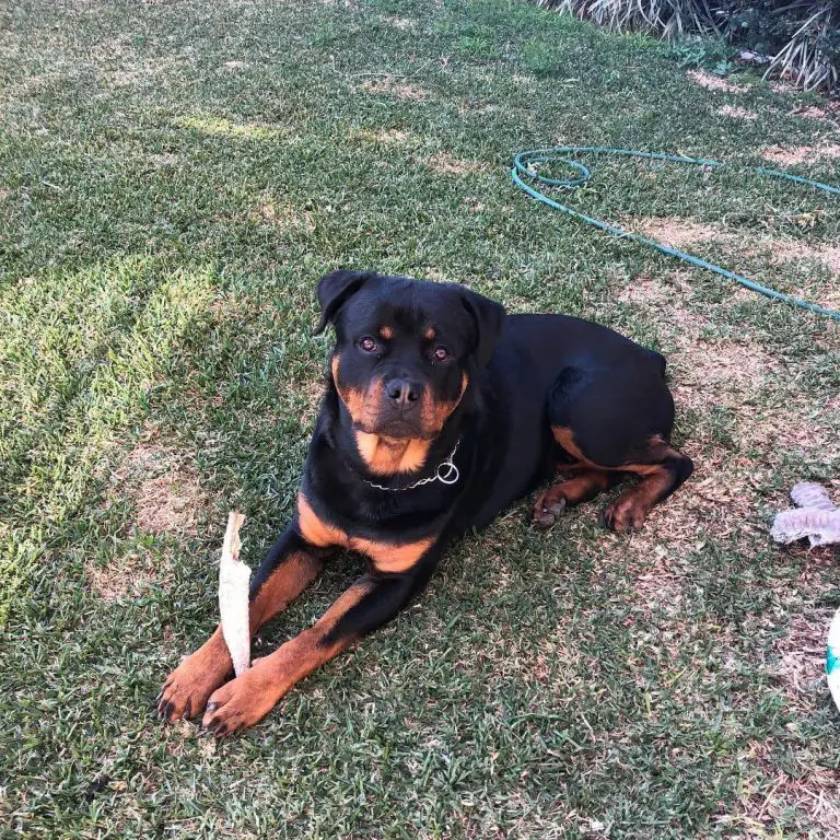 15 Best Guard Dog Breeds With Strong Protective Nature