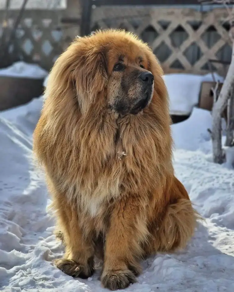 15 Best Guard Dog Breeds With Strong Protective Nature - ilovedogscute.com