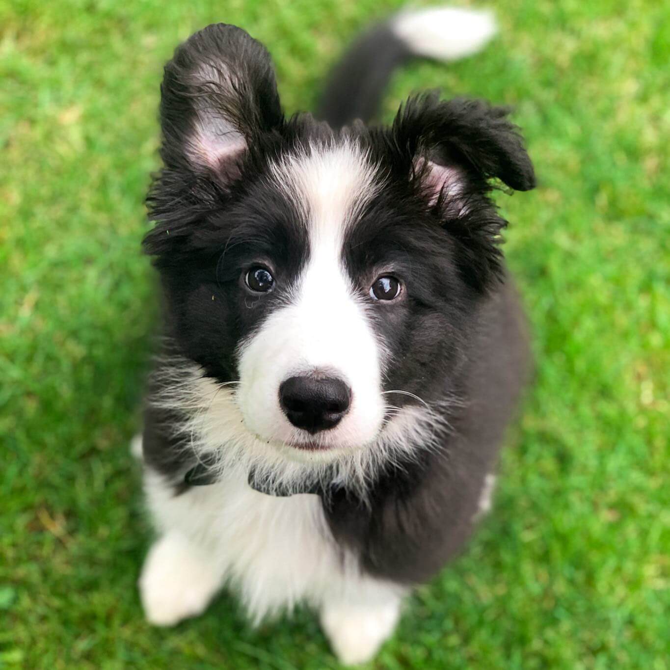 Long Coat Border Collie Puppies At Quyen Elliott Blog