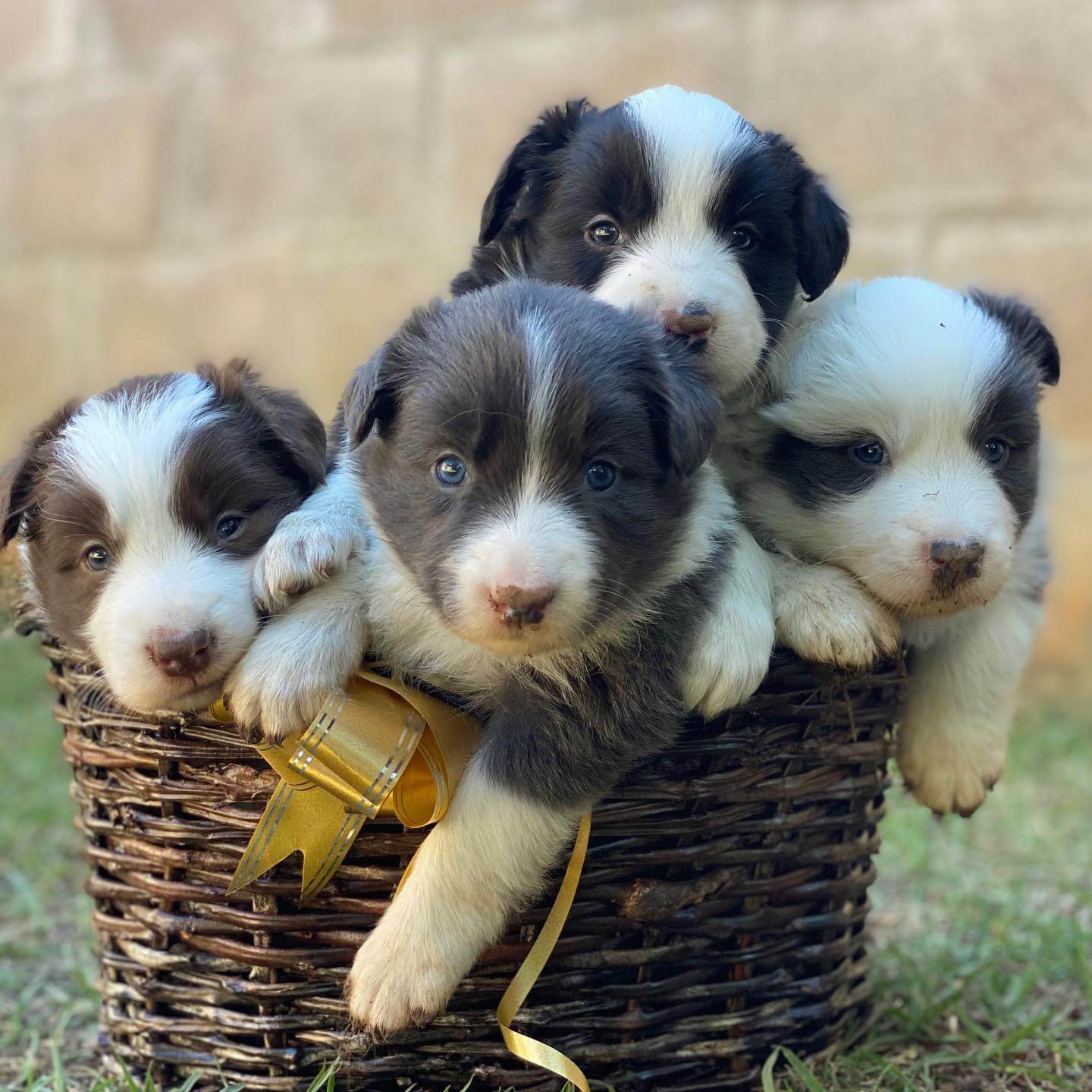 15 Adorable Photos Of Border Collie Puppies That Will Make Everyone