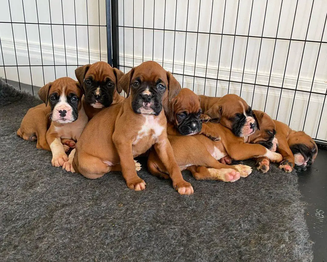 15 Photos Of Adorable Boxer Puppies That Make Everyone's Heart Melt