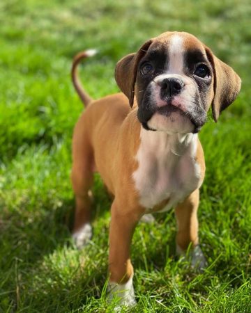 15 Photos Of Adorable Boxer Puppies That Make Everyone's Heart Melt ...