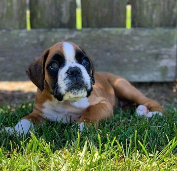 15 Photos Of Adorable Boxer Puppies That Make Everyone's Heart Melt ...