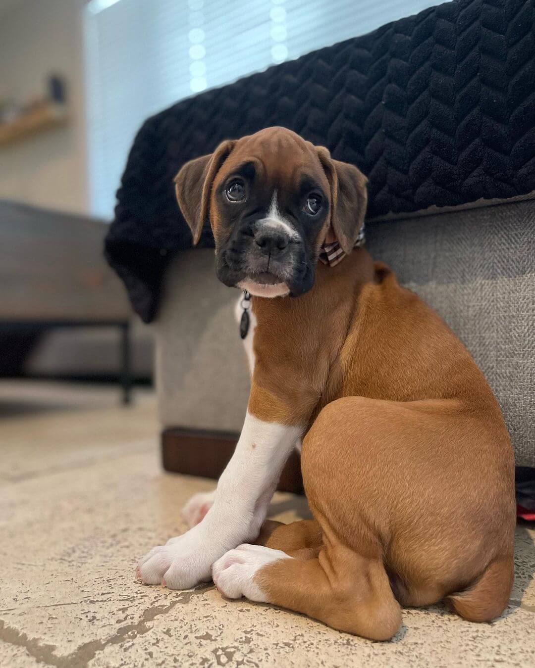 15 Photos Of Adorable Boxer Puppies That Make Everyone's Heart Melt ...