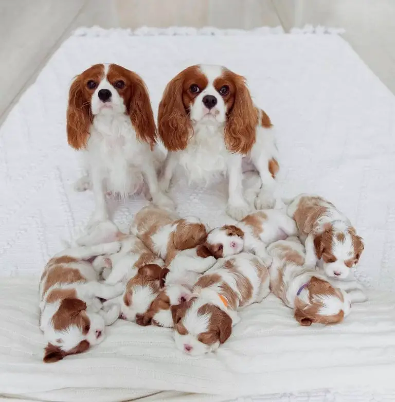 15 Adorable Photos Of Cavalier King Charles Spaniel Puppies With Pure ...