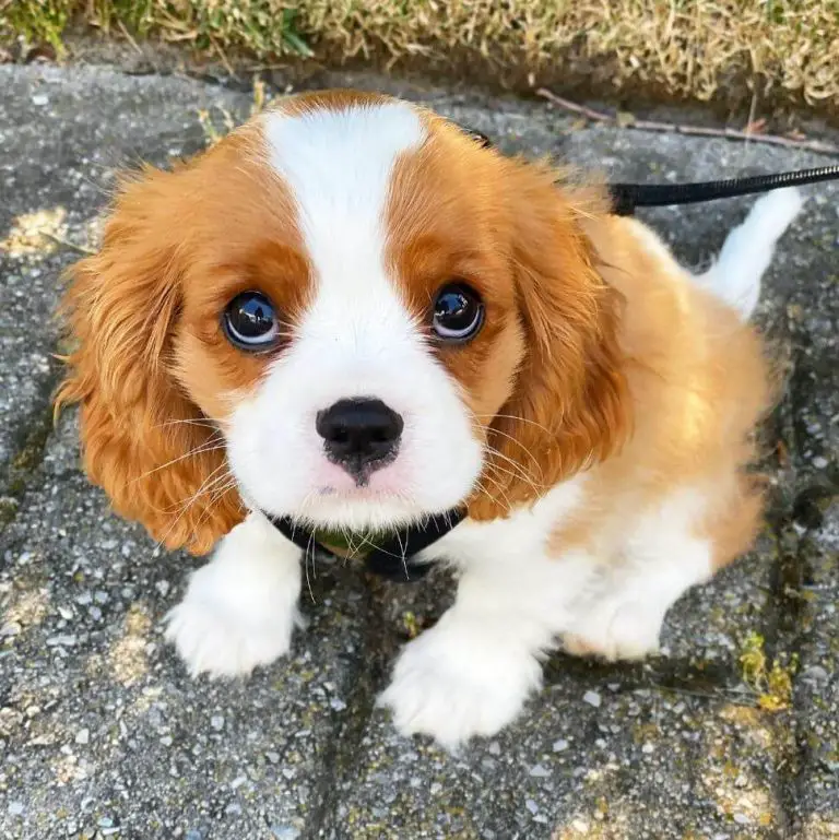 15 Adorable Photos Of Cavalier King Charles Spaniel Puppies With Pure