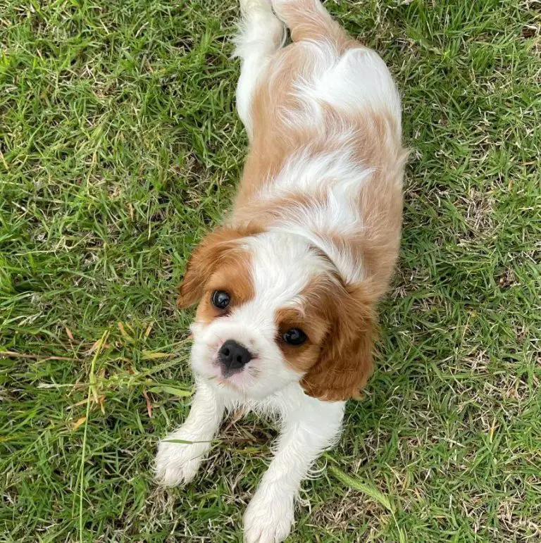 15 Adorable Photos Of Cavalier King Charles Spaniel Puppies With Pure