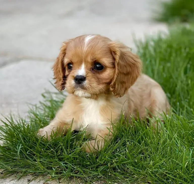 15 Adorable Photos Of Cavalier King Charles Spaniel Puppies With Pure ...