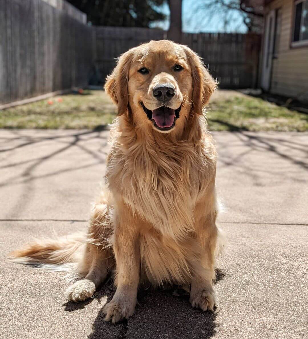 15 Dog Breeds That Love To Be The Center Of Attention