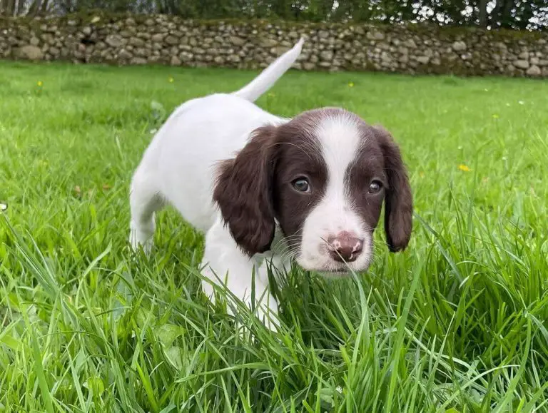 15 Adorable Photos Of English Springer Spaniel Puppies With Pure Beauty ...