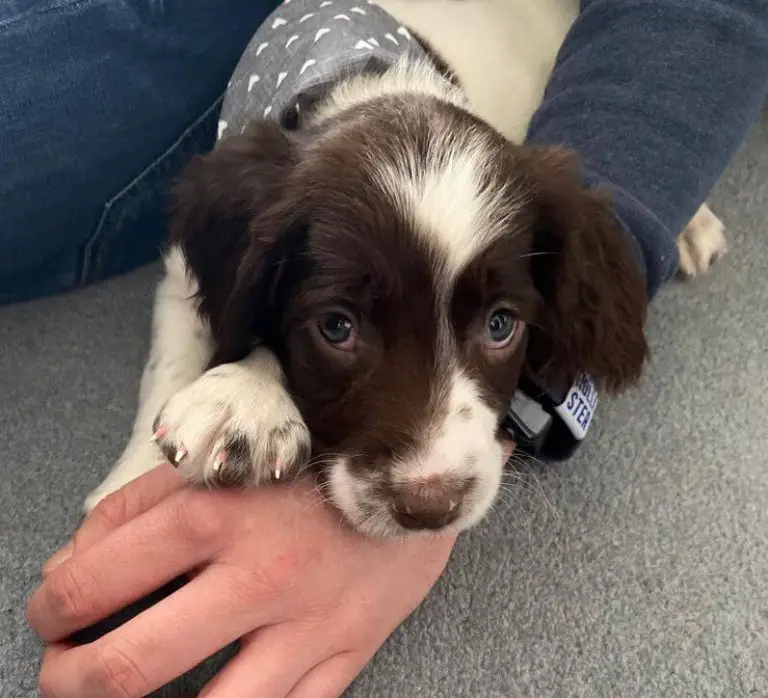 15 Adorable Photos Of English Springer Spaniel Puppies With Pure Beauty 