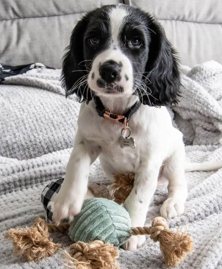 15 Adorable Photos Of English Springer Spaniel Puppies With Pure Beauty   English Springer Spaniel Puppies Luna The English Springer Spaniel Puppy 10 768x929 