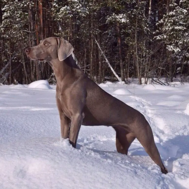 Top 15 Fastest Dog Breeds Ilovedogscute top-15-fastest-dog-breeds-ilovedogscute
