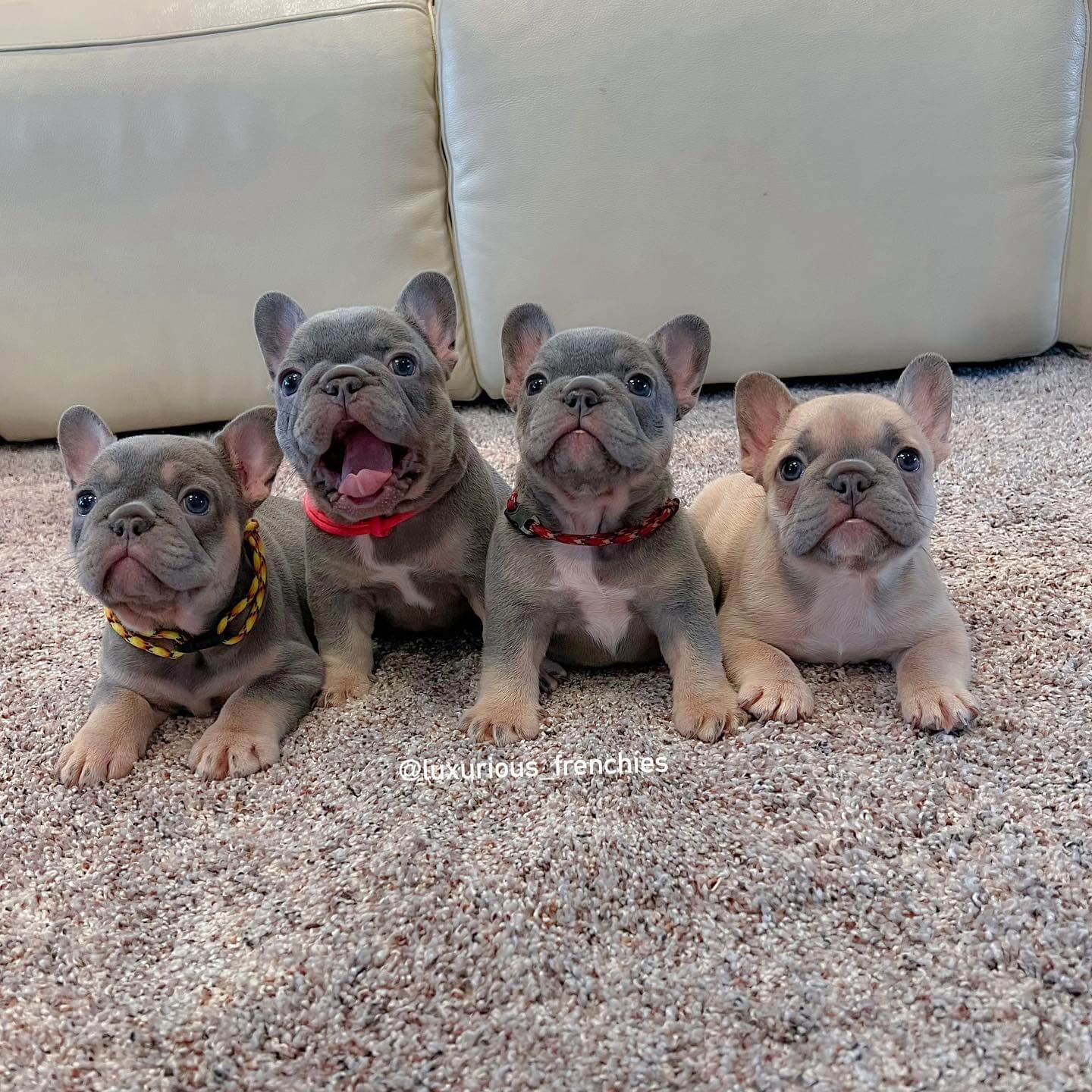15 Photos Of Adorable French Bulldog Puppies That Make Everyone's Heart