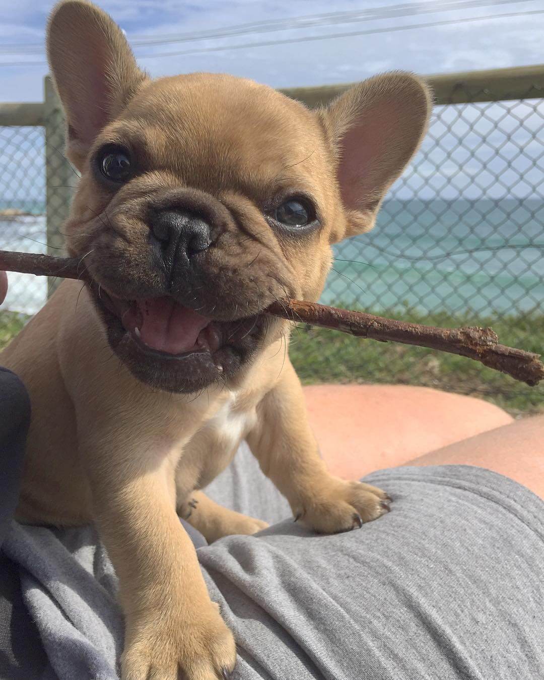 15 Photos Of Adorable French Bulldog Puppies That Make Everyone's Heart