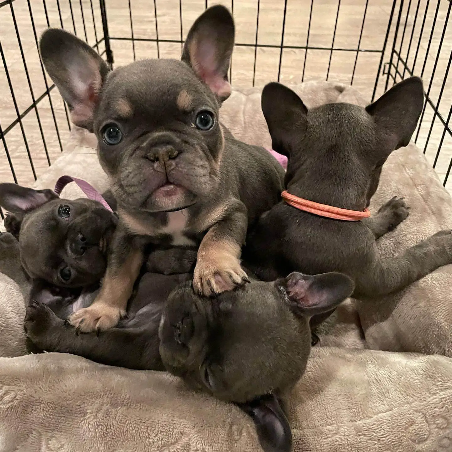 15 Photos Of Adorable French Bulldog Puppies That Make Everyone's Heart ...