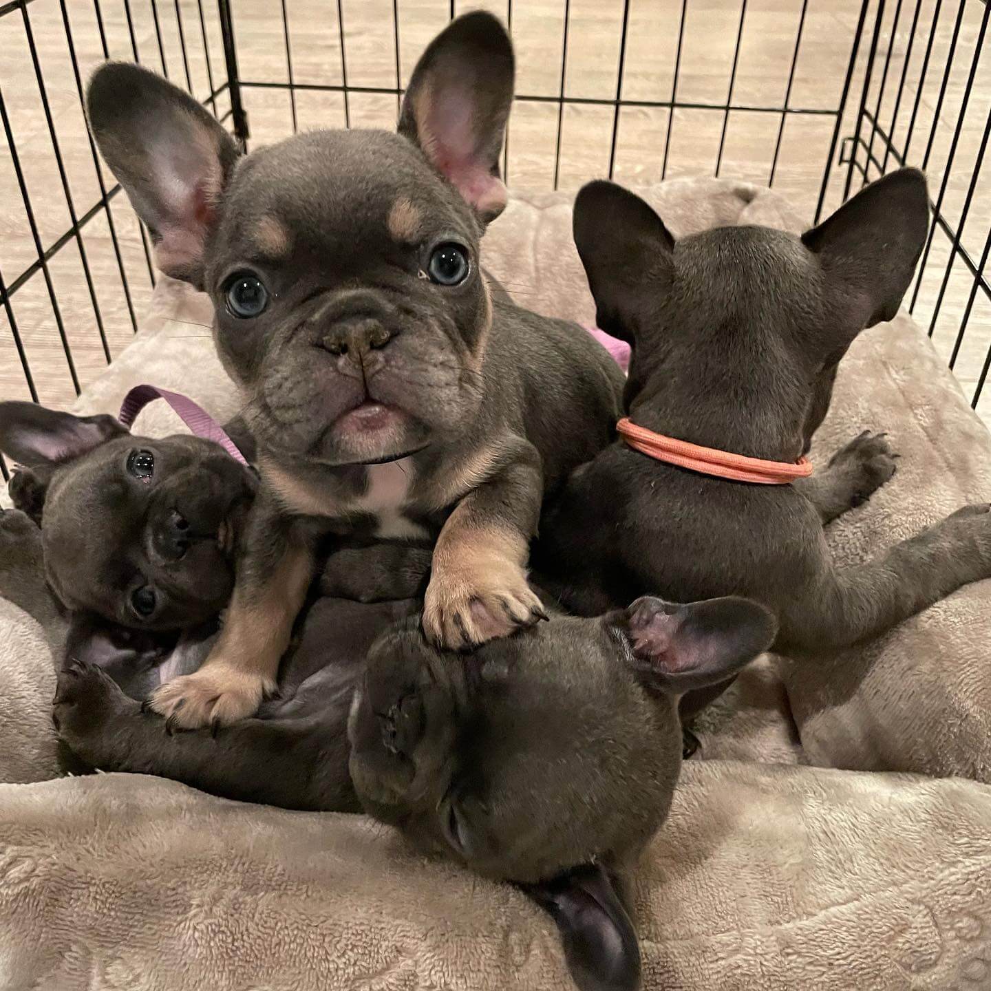 15 Photos Of Adorable French Bulldog Puppies That Make Everyone's Heart ...