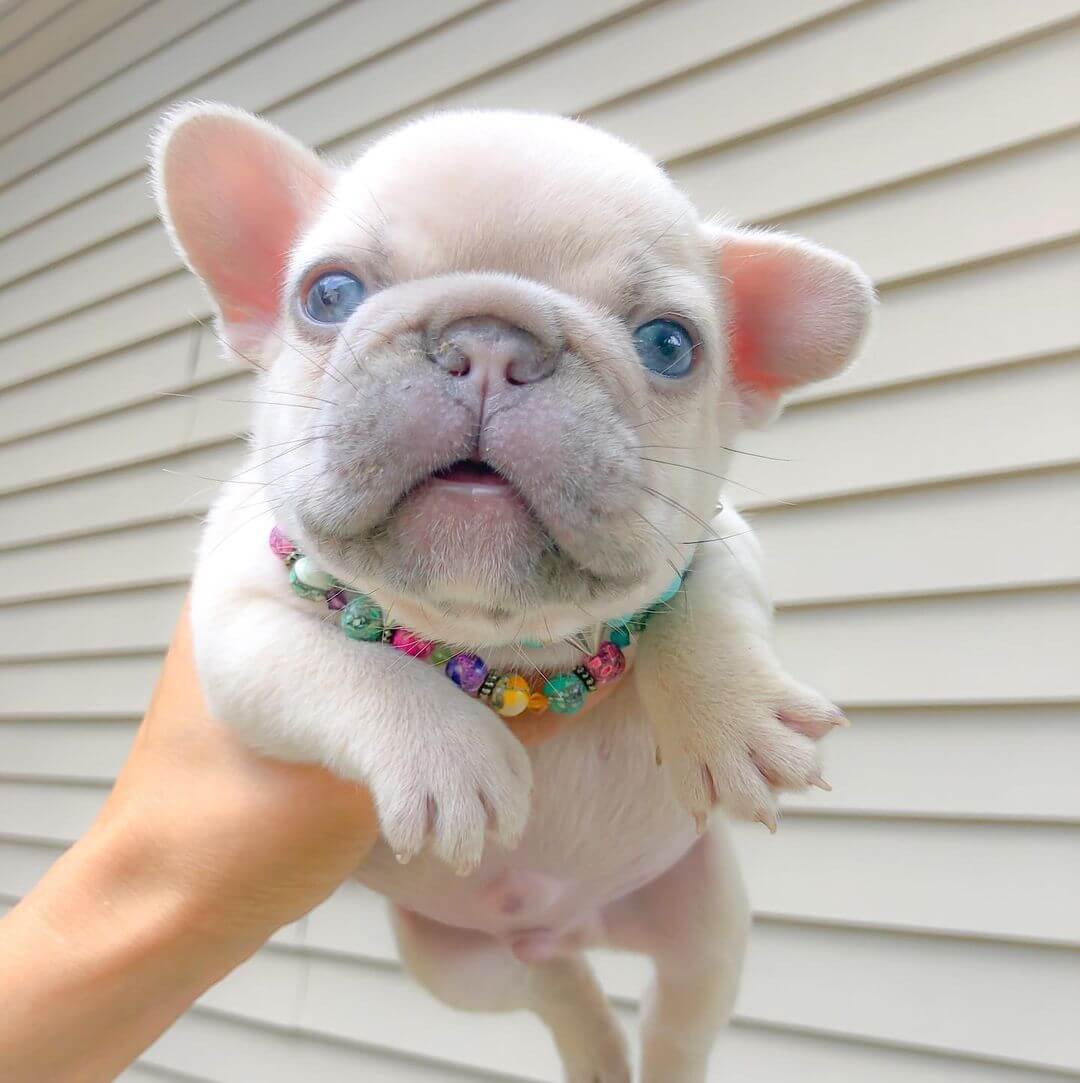 15 Photos Of Adorable French Bulldog Puppies That Make Everyone's Heart ...