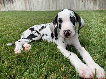 15 Photos Of Great Dane Puppies That Will Make You Fall In Love ...