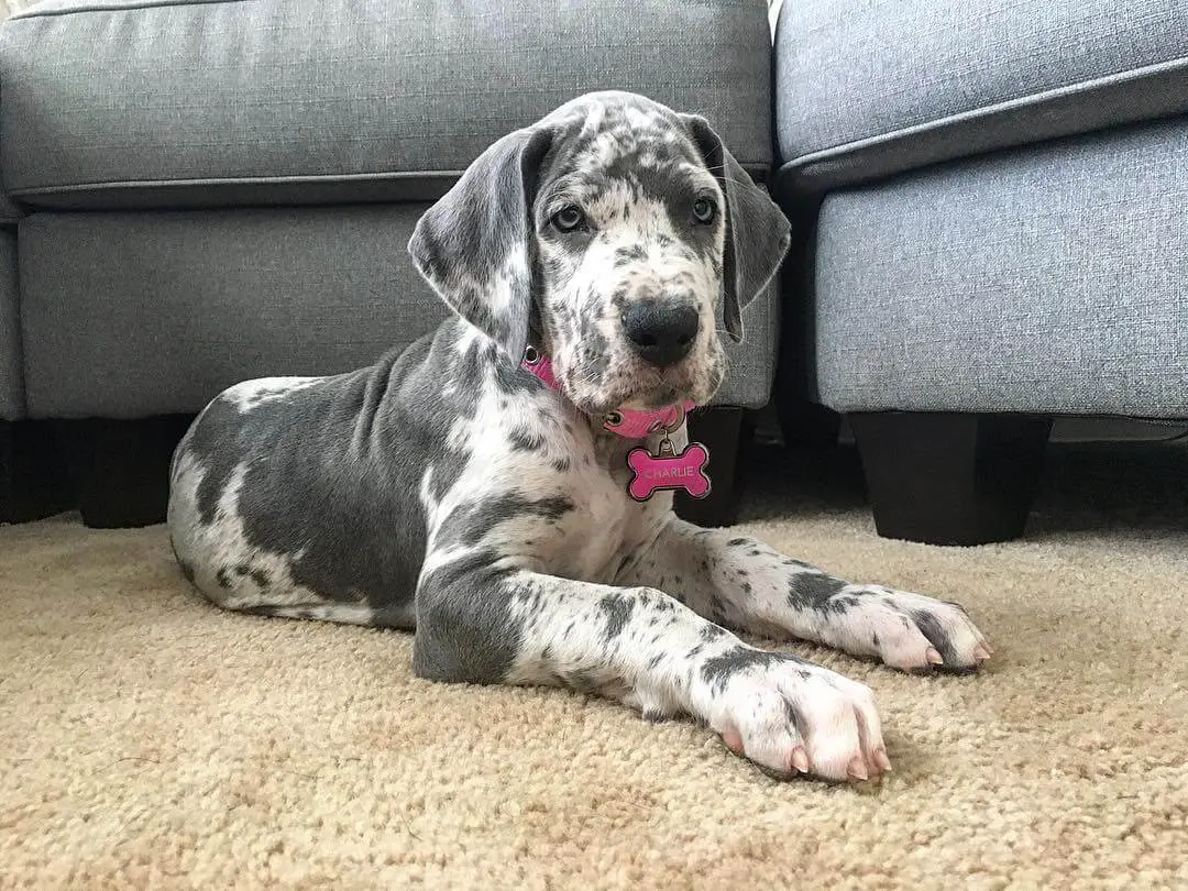 15 Photos Of Great Dane Puppies That Will Make You Fall In Love ...