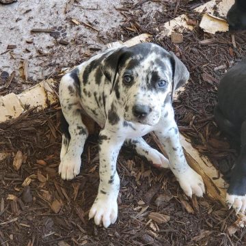 15 Photos Of Great Dane Puppies That Will Make You Fall In Love ...