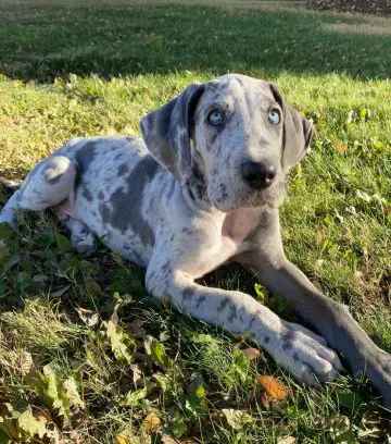 15 Photos Of Great Dane Puppies That Will Make You Fall In Love ...