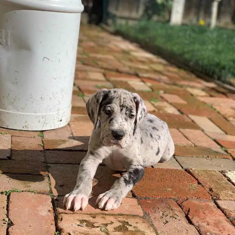 15 Photos Of Great Dane Puppies That Will Make You Fall In Love ...