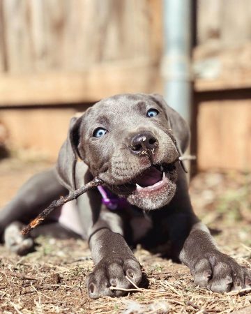 15 Photos Of Great Dane Puppies That Will Make You Fall In Love ...