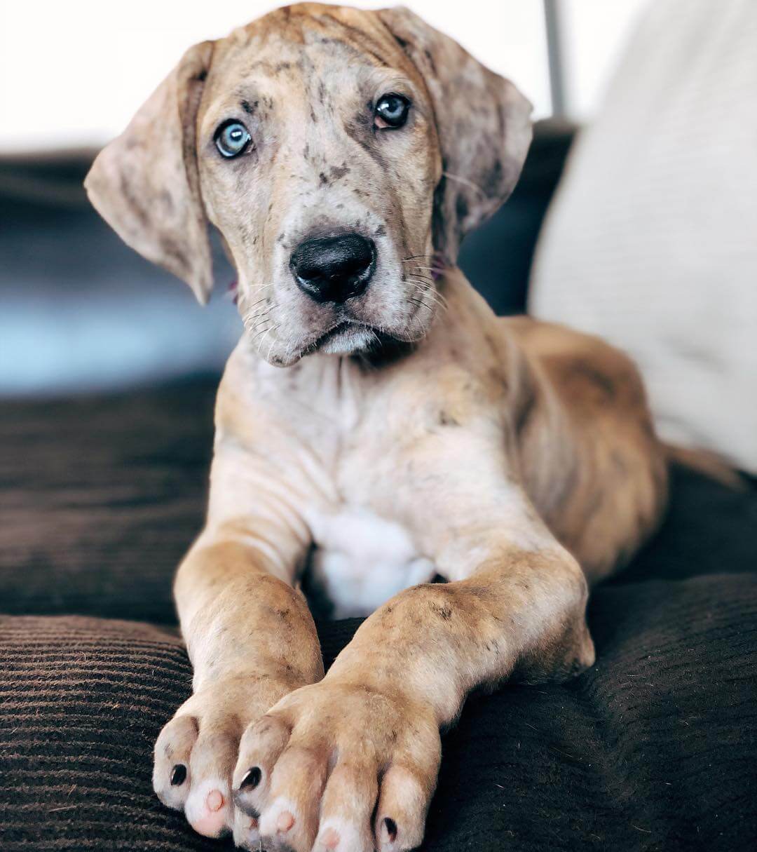 15 Photos Of Great Dane Puppies That Will Make You Fall In Love ...