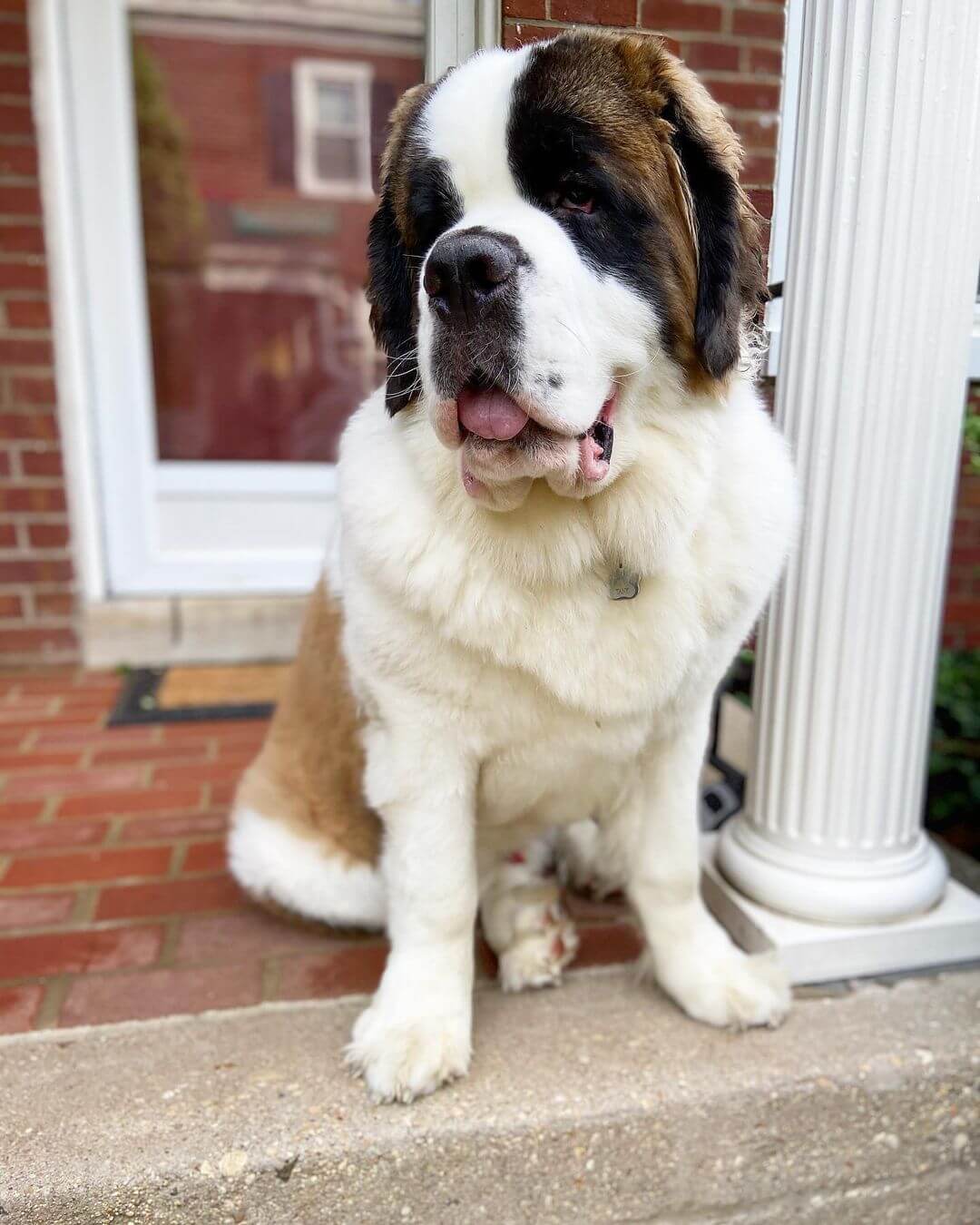 Top 15 Largest Dog Breeds