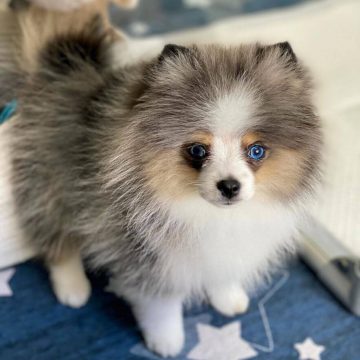 15 Photos Of Adorable Pomeranian Puppies That Make Everyone's Heart ...